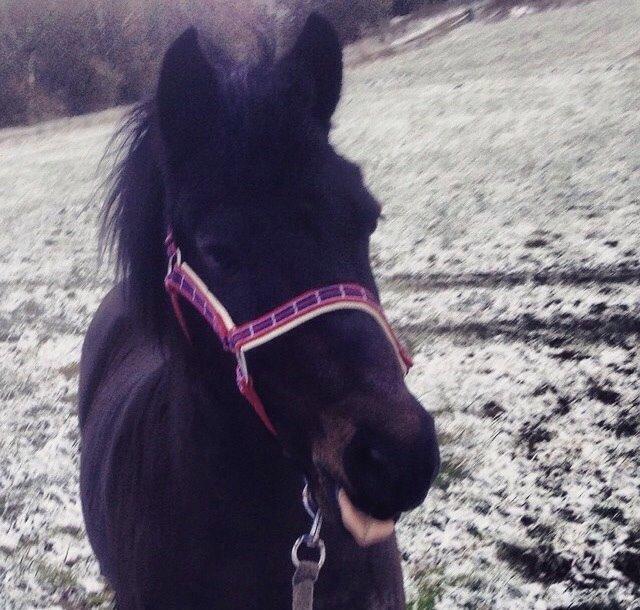 Anden særlig race Dumle :-) billede 3