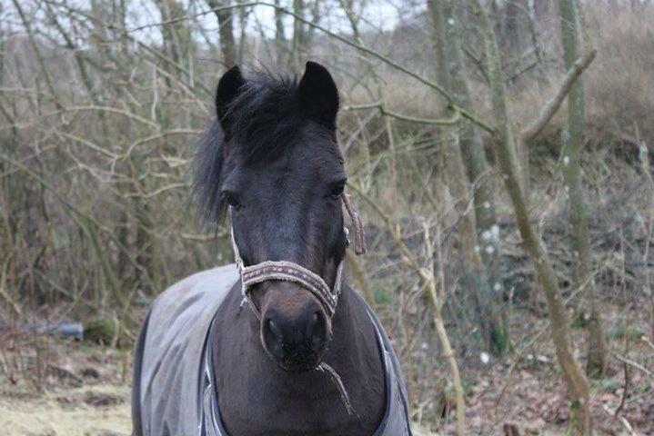 Anden særlig race Dumle :-) billede 12