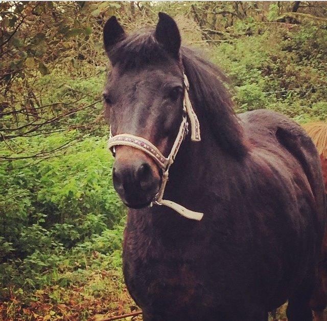 Anden særlig race Dumle :-) billede 16