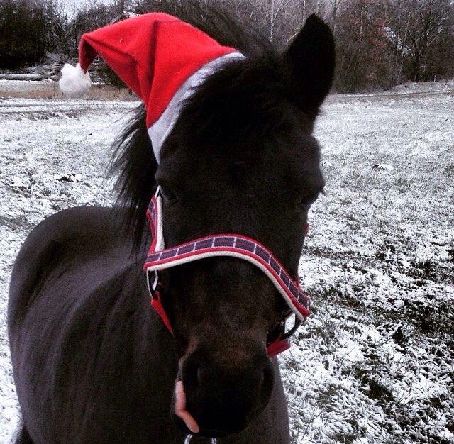 Anden særlig race Dumle :-) billede 8