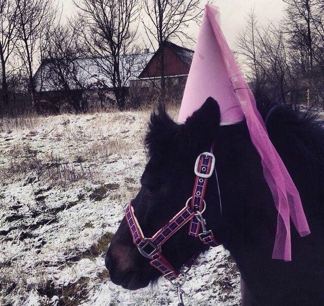 Anden særlig race Dumle :-) billede 5