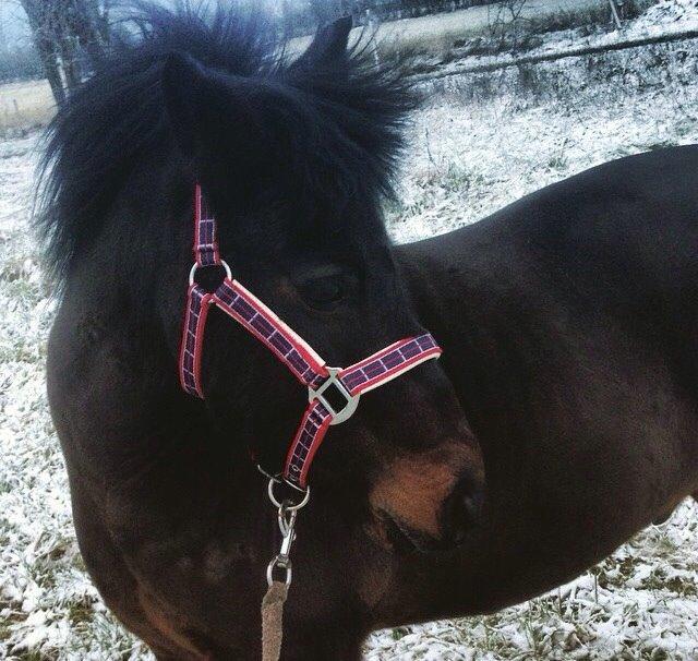 Anden særlig race Dumle :-) billede 10