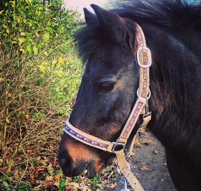 Anden særlig race Dumle :-) billede 11