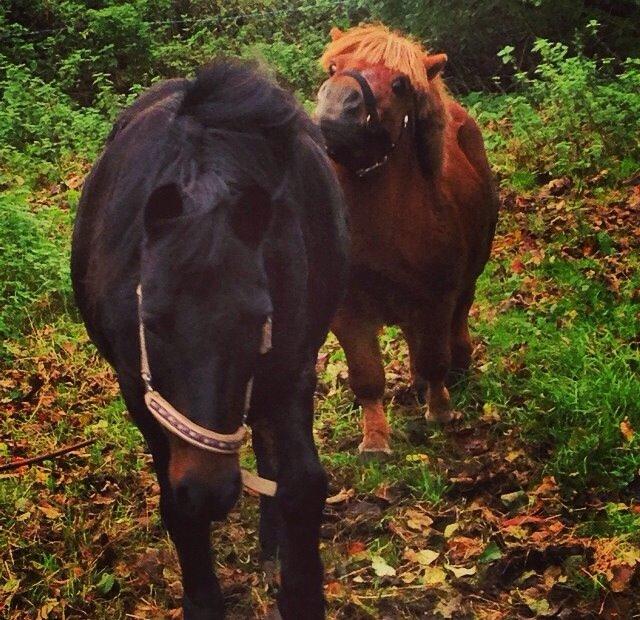 Anden særlig race Dumle :-) billede 13