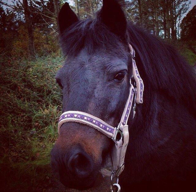 Anden særlig race Dumle :-) billede 17