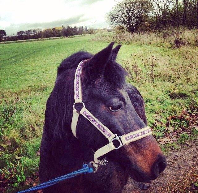 Anden særlig race Dumle :-) billede 15