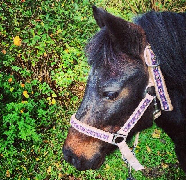 Anden særlig race Dumle :-) billede 19