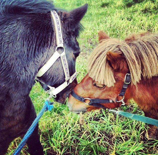 Anden særlig race Dumle :-) billede 18