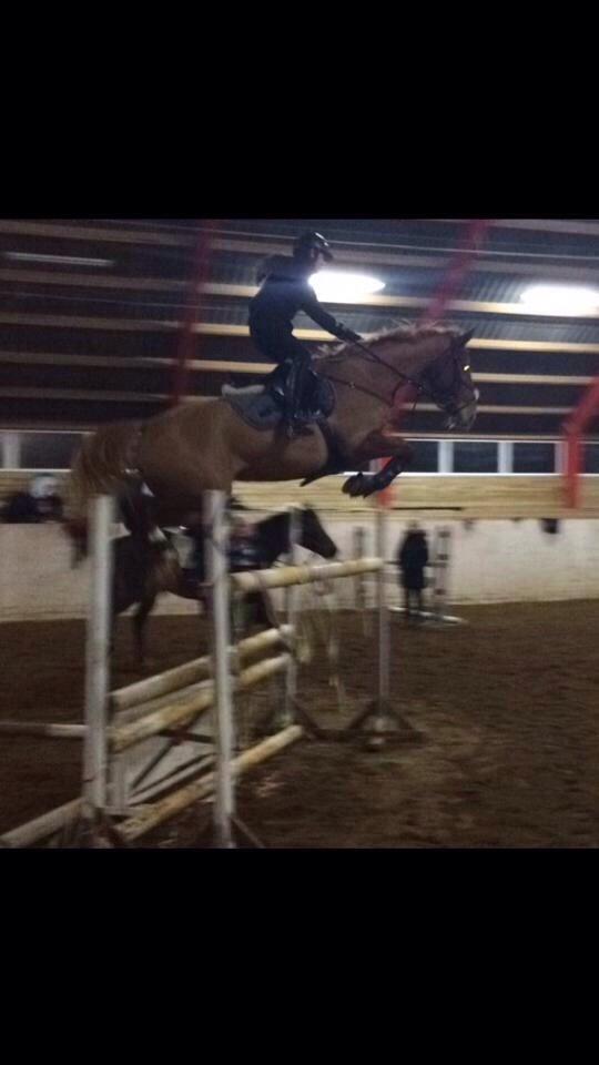 Tysk Oldenburger Bladsgaards Windy Sky - Vildhesten over 140 cm. :))) billede 20