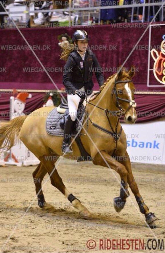 Tysk Oldenburger Bladsgaards Windy Sky - Christmasshow warm up 2014 billede 21