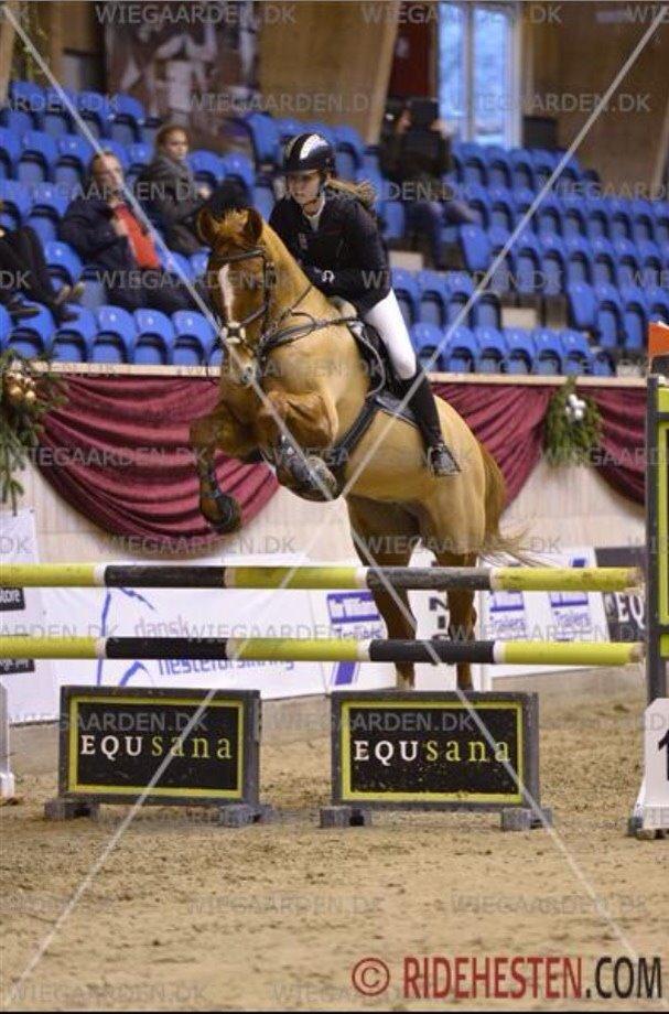 Tysk Oldenburger Bladsgaards Windy Sky - Christmasshow warm up 2014 billede 22