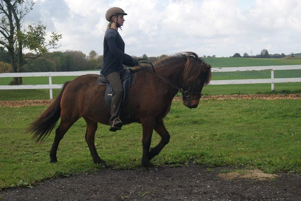 Islænder Hafdis fra Reskelund 2 DK - Samlet Skridt - til Undervisning billede 5