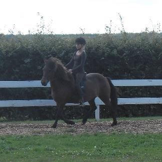 Islænder Hafdis fra Reskelund 2 DK - Trav billede 20