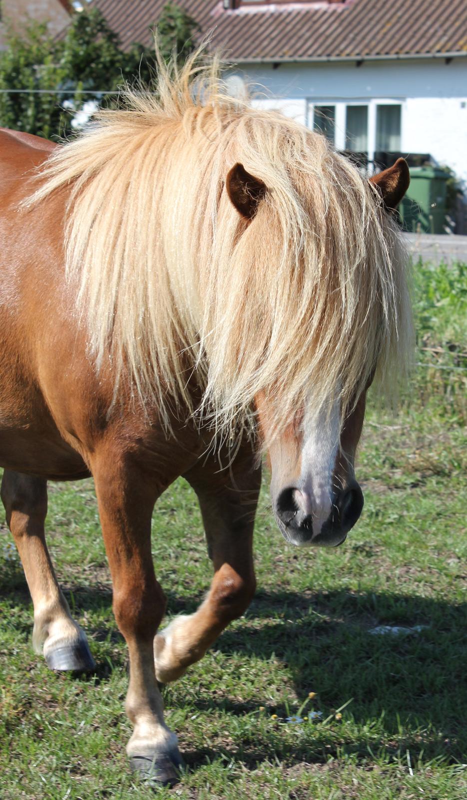 Shetlænder Mikkel billede 13