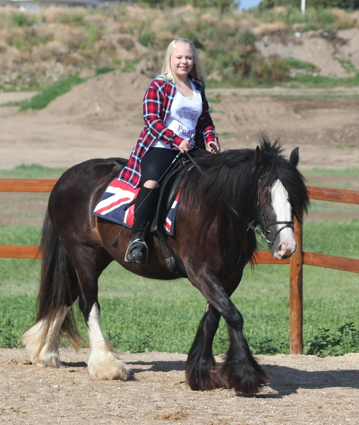 Irish Cob Filine billede 2