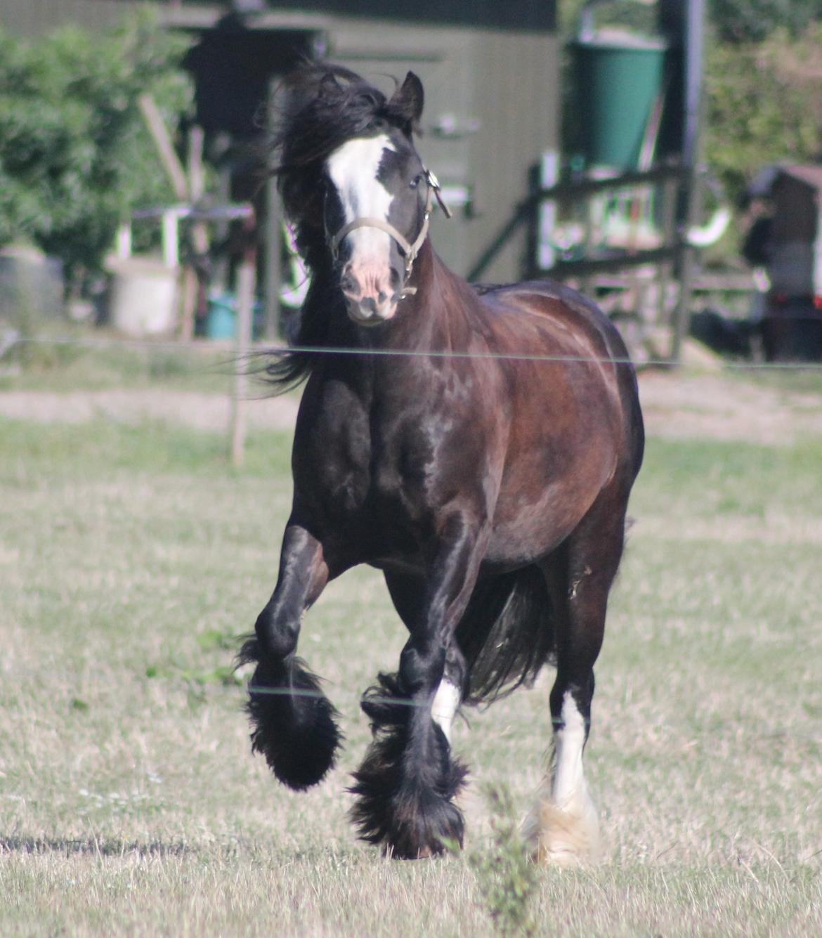 Irish Cob Filine billede 4