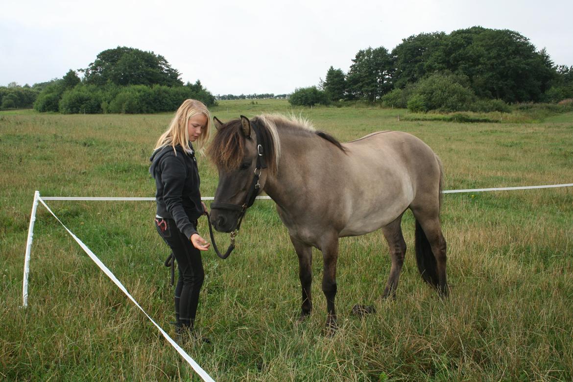 Islænder Bumlú fra Vinkærgård - Glad for ham <3 billede 5