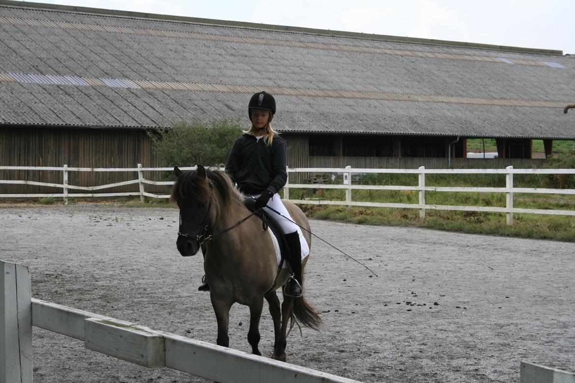 Islænder Bumlú fra Vinkærgård - Stævne 2013 billede 6