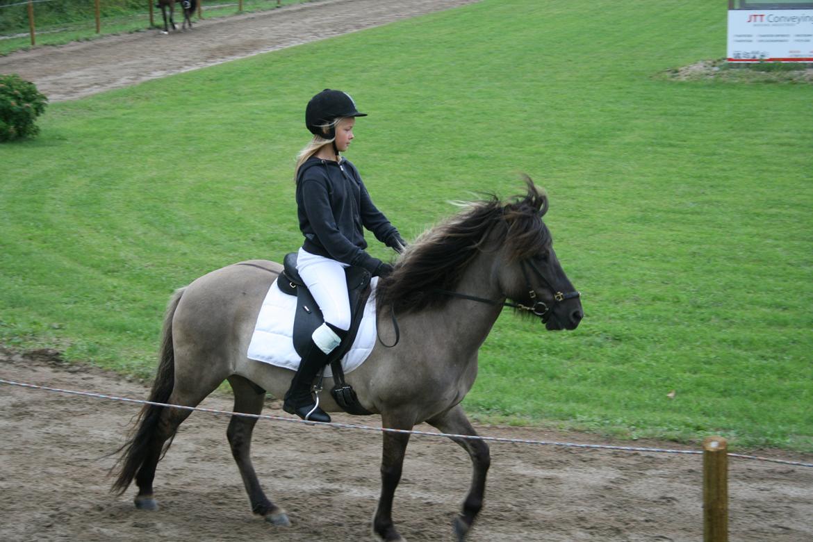 Islænder Bumlú fra Vinkærgård - Min smukkeste vallak <3 billede 8