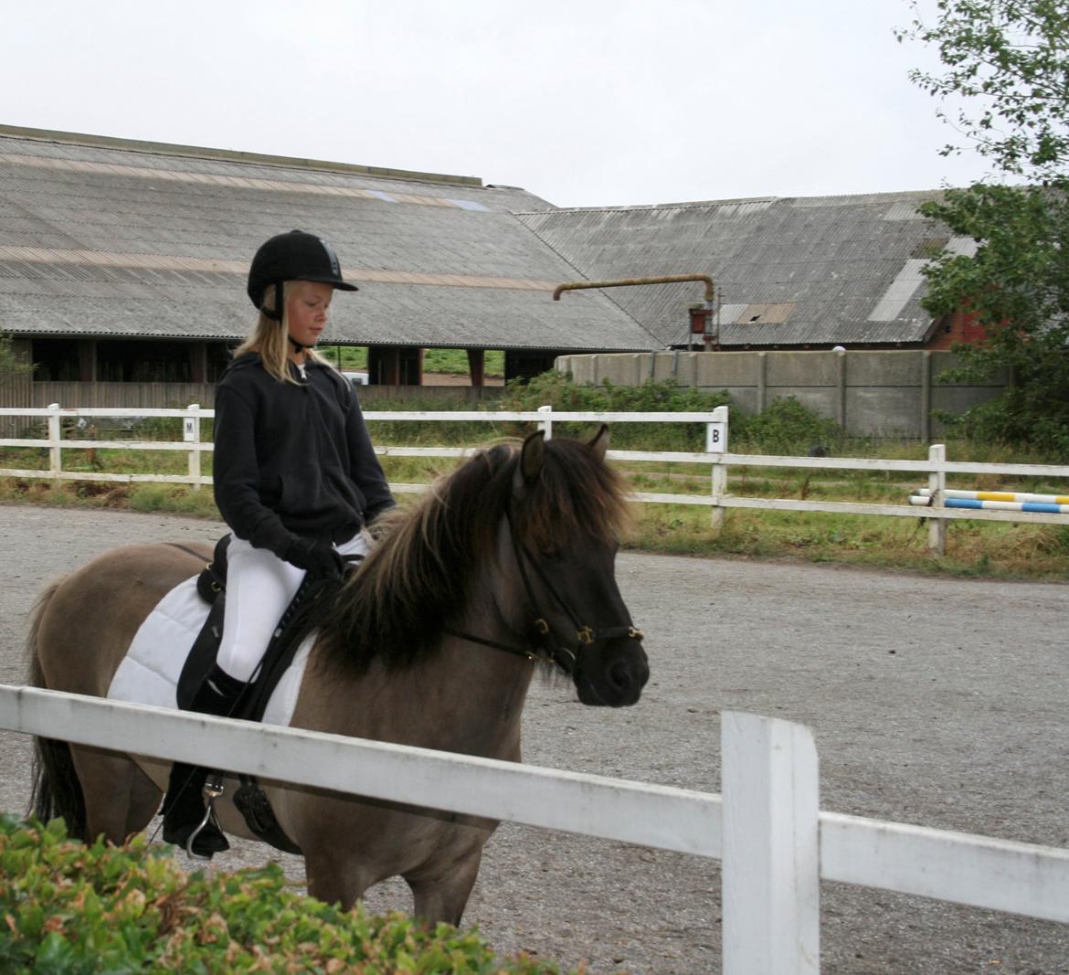 Islænder Bumlú fra Vinkærgård - Stævne 2013 billede 3