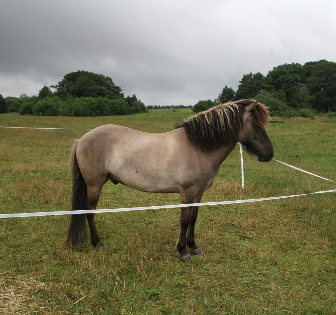 Islænder Bumlú fra Vinkærgård - Min smukke dreng! billede 2