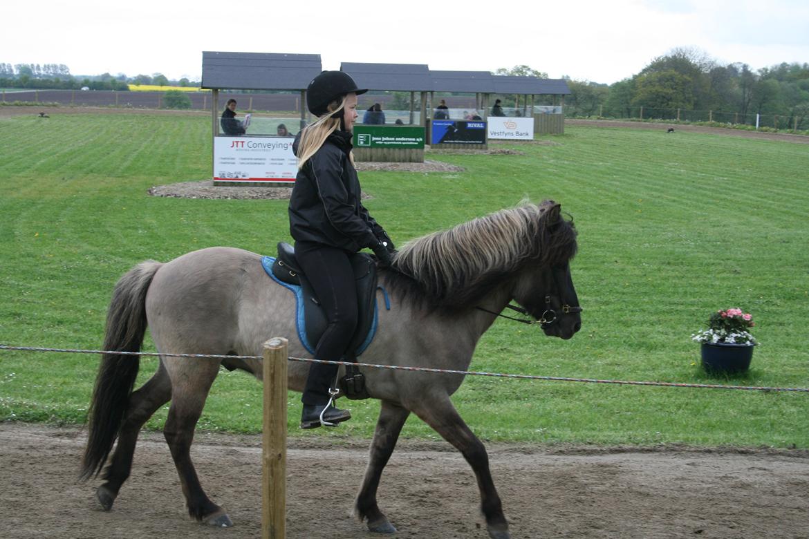 Islænder Bumlú fra Vinkærgård - Velkommen til Bumlús profil :)  billede 1