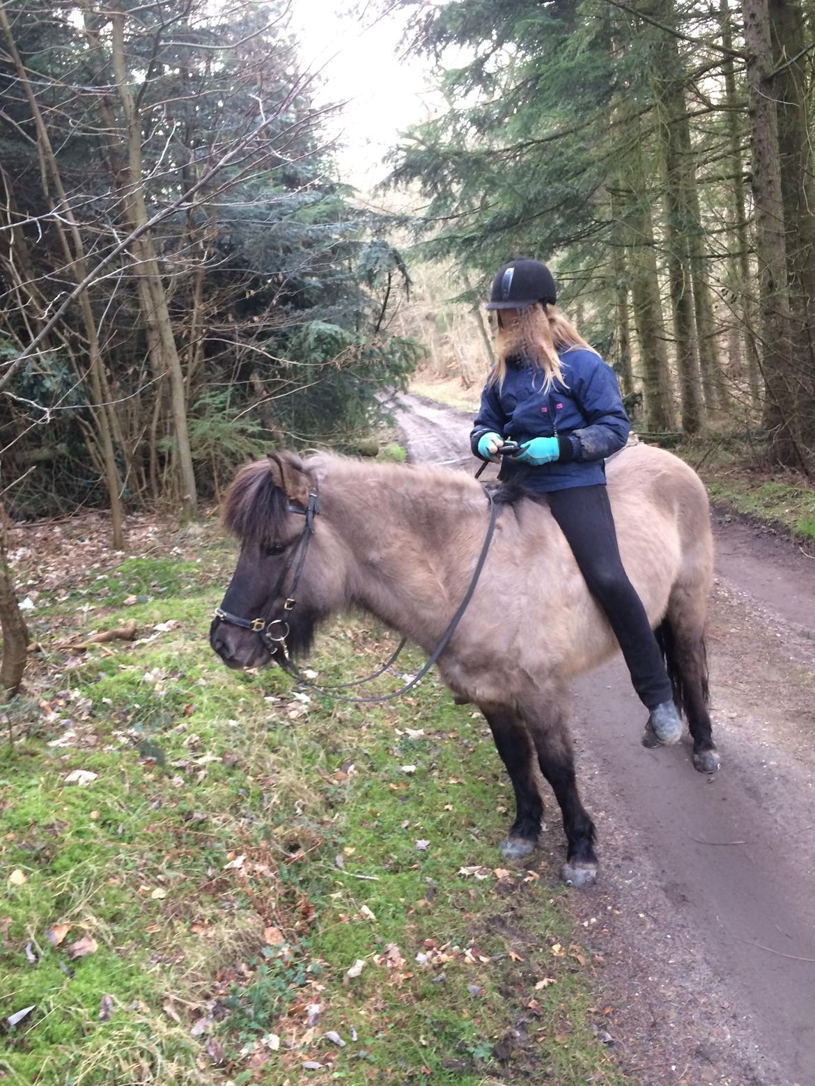 Islænder Bumlú fra Vinkærgård - På tur uden sadel, det sker ofte.. billede 4