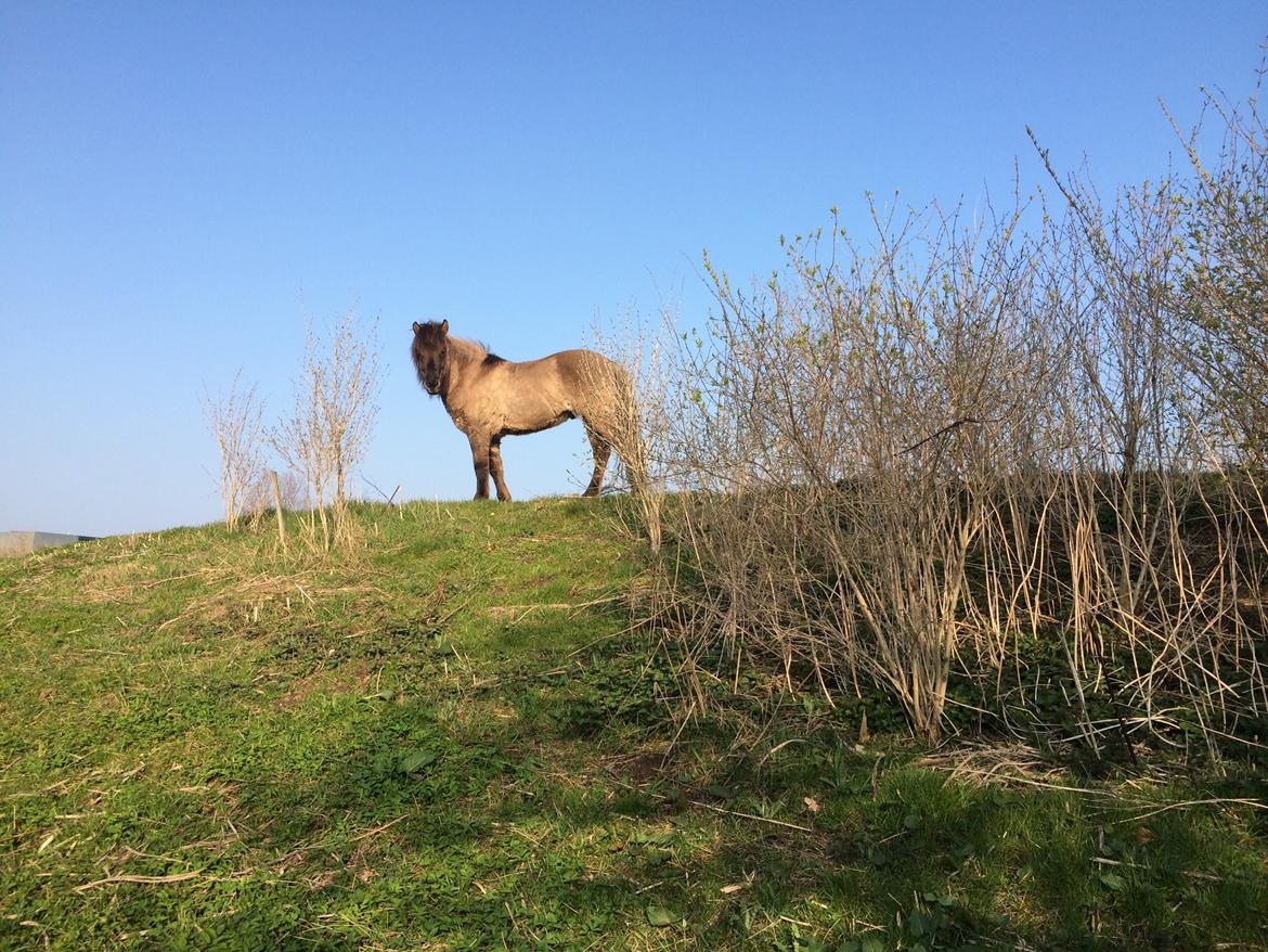 Islænder Bumlú fra Vinkærgård - On top of the world billede 7