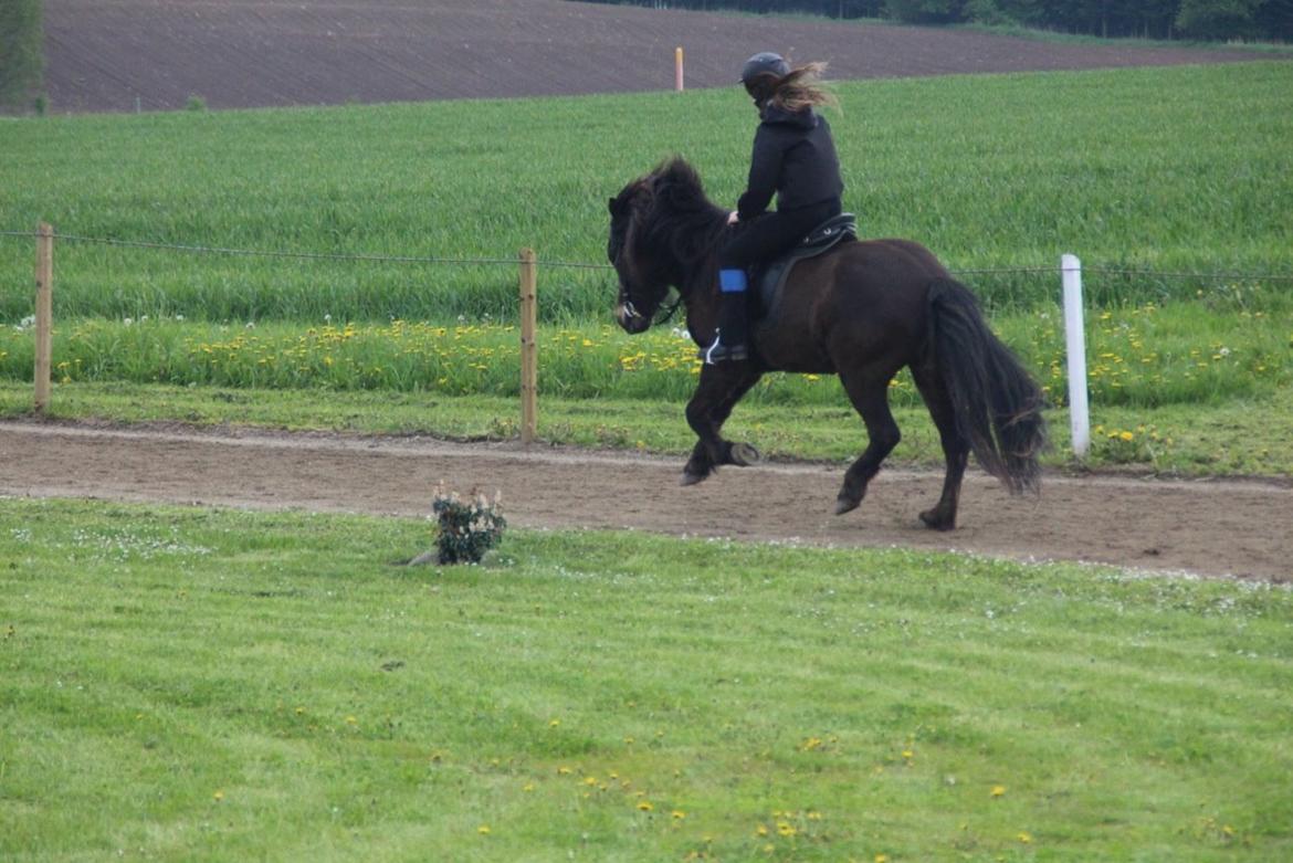 Islænder Hrammur fra Miðhjáleigu - Galop- 2014 billede 10