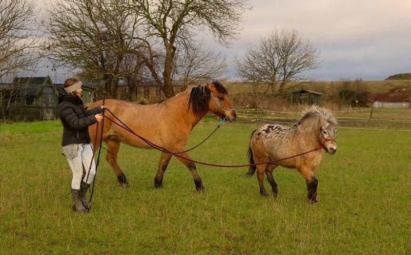 Knabstrupper Chanel billede 19