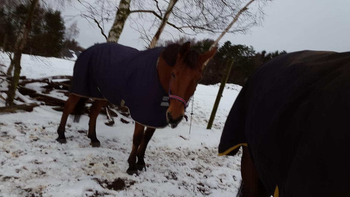 Anden særlig race Prins Charman ( Tidl hest) billede 6