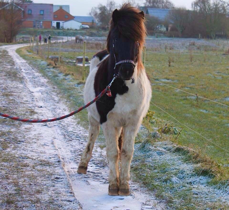 Islænder Kjarni Fra Stald Lindstrøm billede 3
