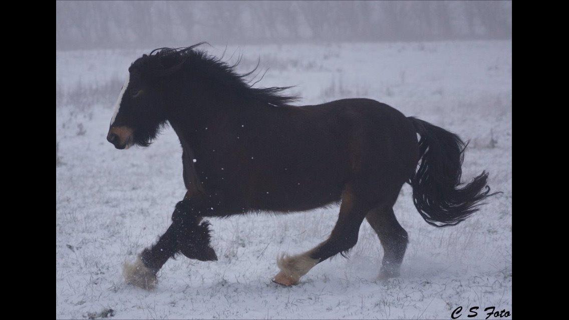 Irish Cob Budweiser Luck billede 17