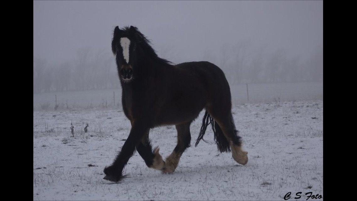 Irish Cob Budweiser Luck billede 18