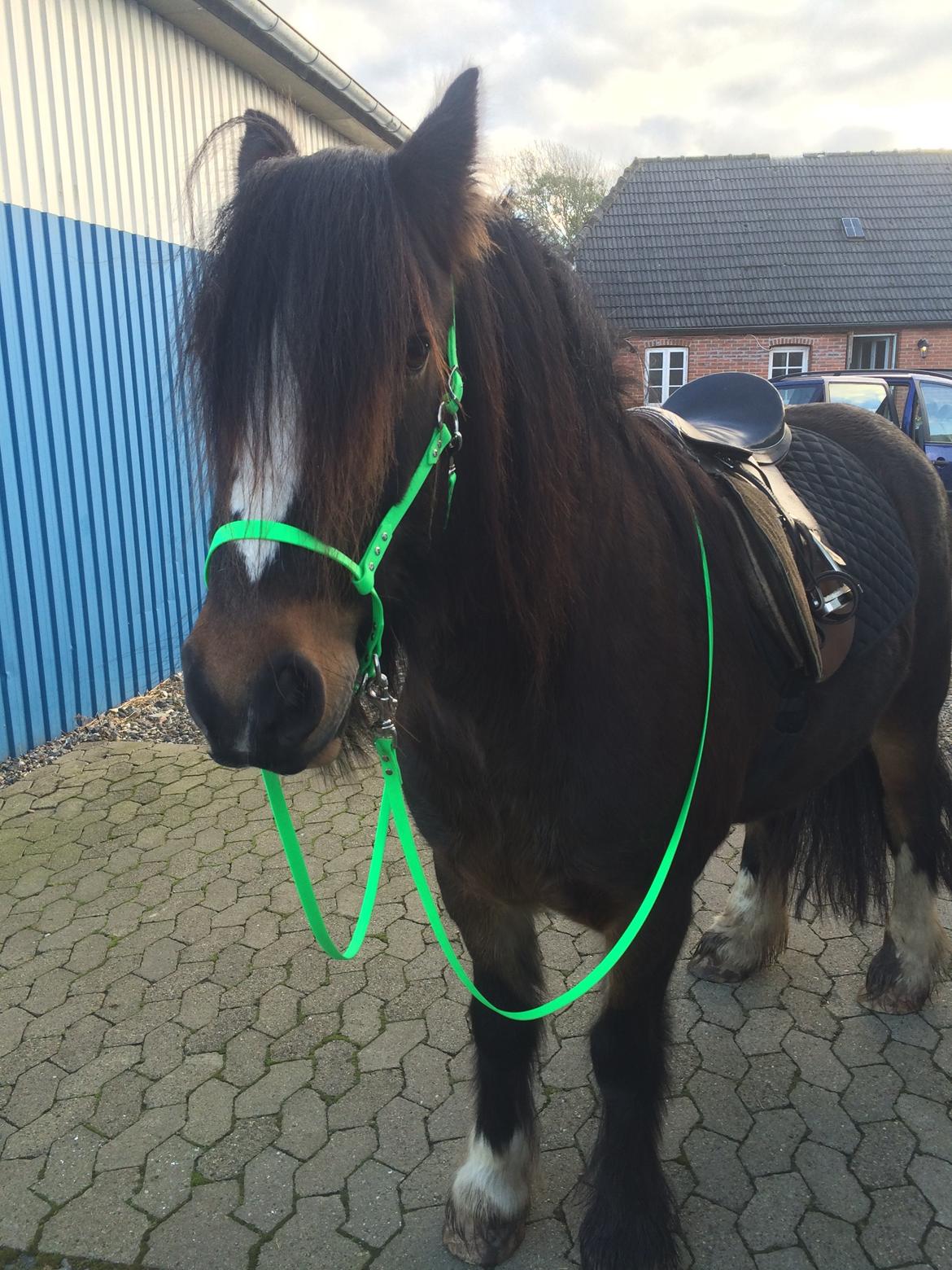 Irish Cob Budweiser Luck billede 23