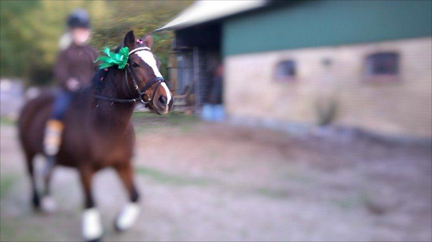 Welsh Pony af Cob-type (sec C) Flicka billede 8