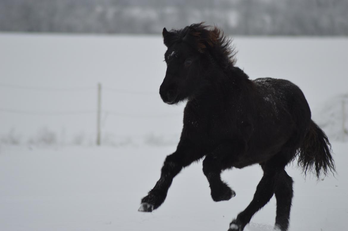 Islænder Máney Fra Ny Nørregård - 29. December 2014 billede 1