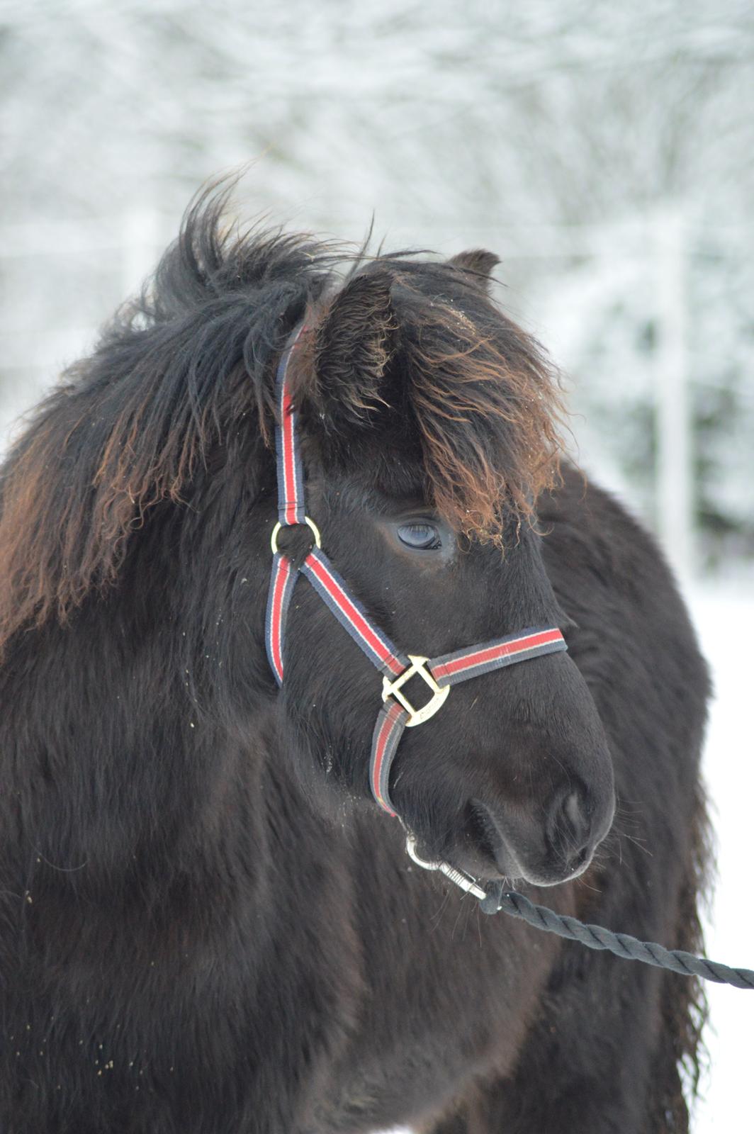 Islænder Máney Fra Ny Nørregård - 29. December 2014 billede 17