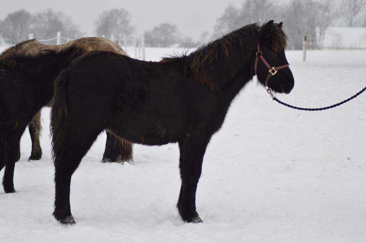 Islænder Máney Fra Ny Nørregård - 29. December 2014 billede 10