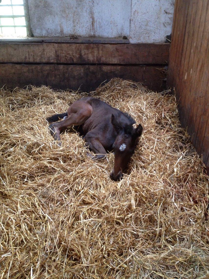 Dansk Varmblod Vangebo's Favour  billede 7