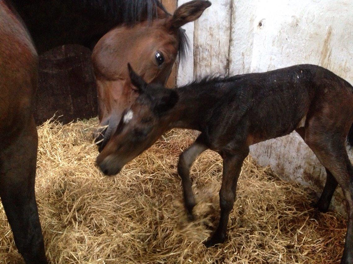 Dansk Varmblod Vangebo's Favour  billede 6