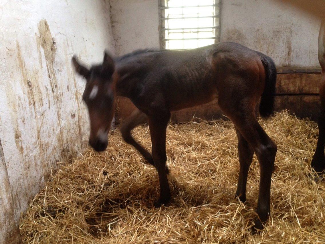 Dansk Varmblod Vangebo's Favour  billede 8