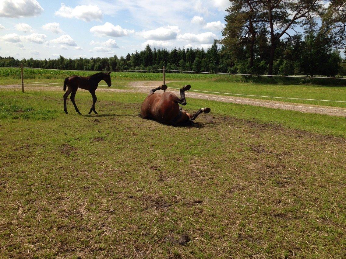 Dansk Varmblod Vangebo's Favour  billede 9