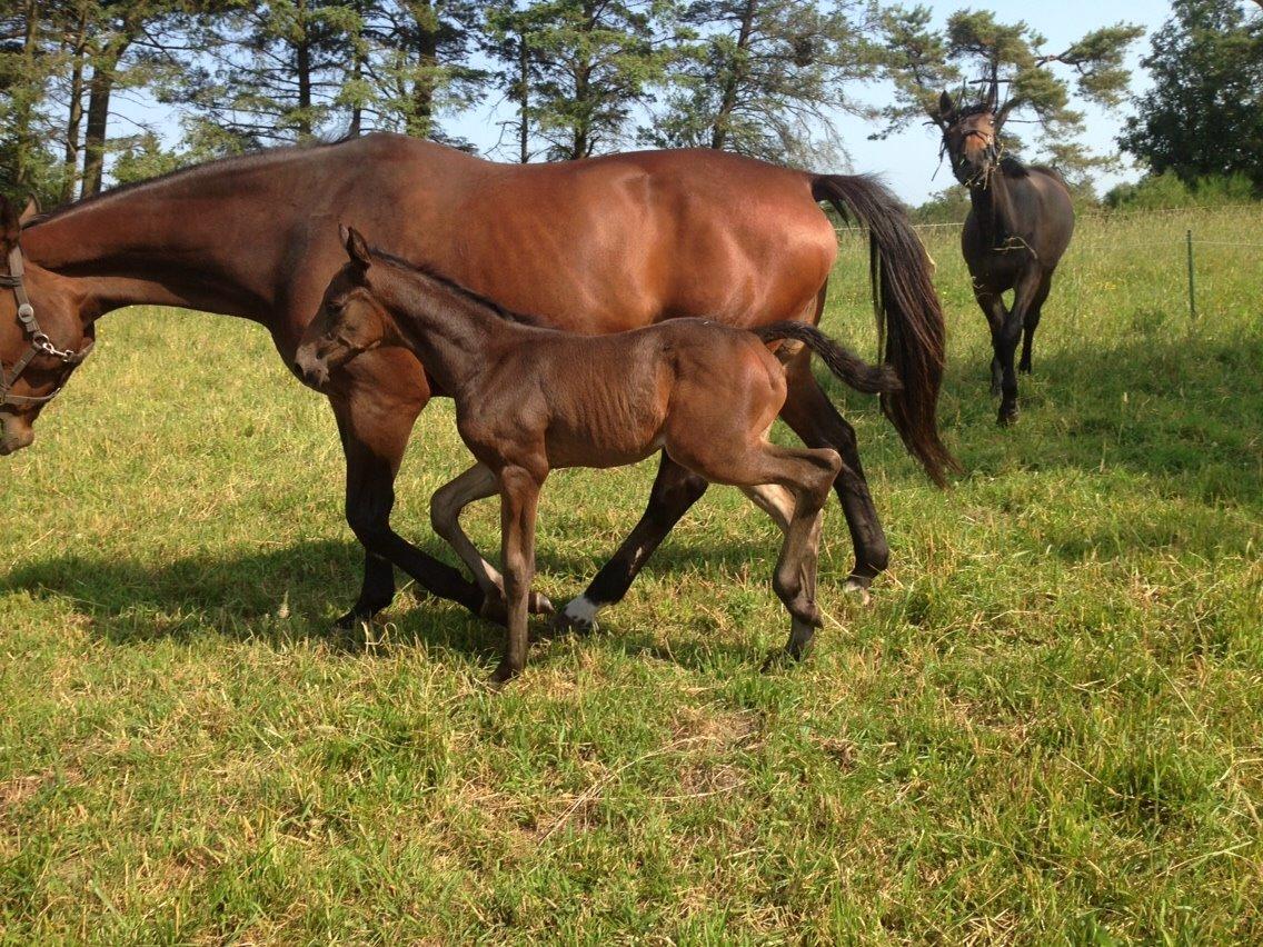 Dansk Varmblod Vangebo's Favour  billede 10