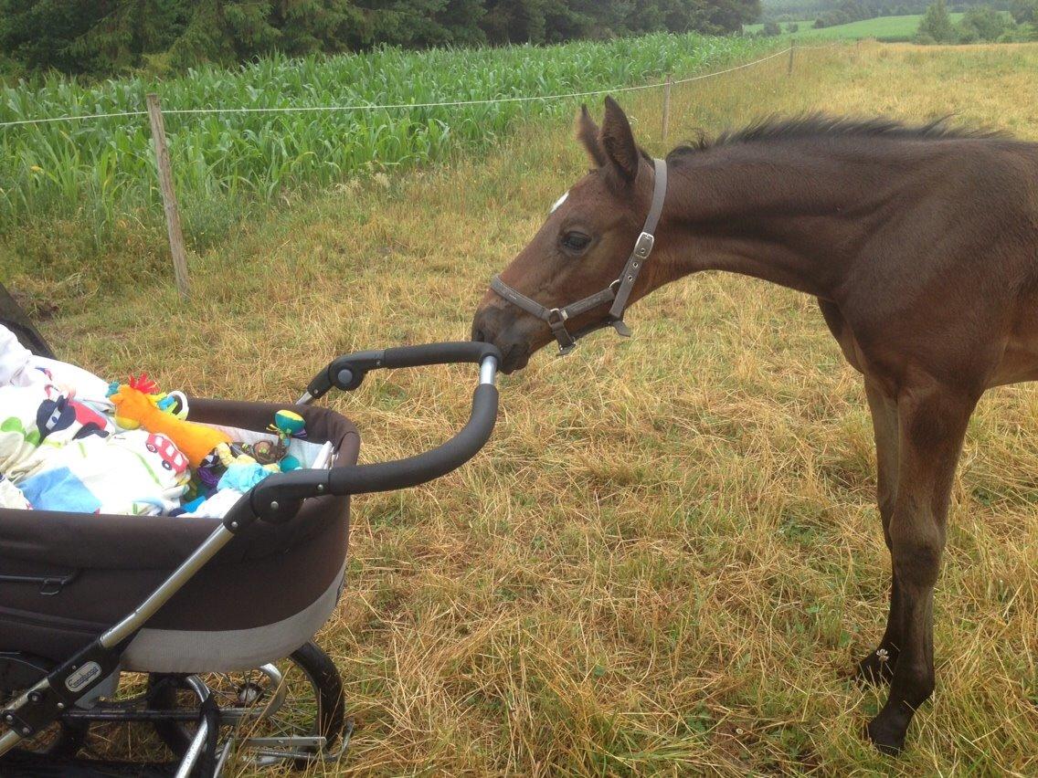 Dansk Varmblod Vangebo's Favour  billede 11