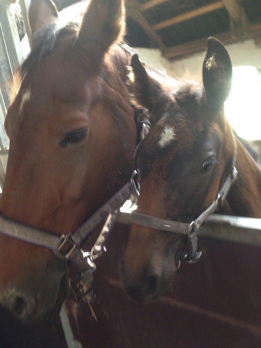 Dansk Varmblod Vangebo's Favour  billede 12