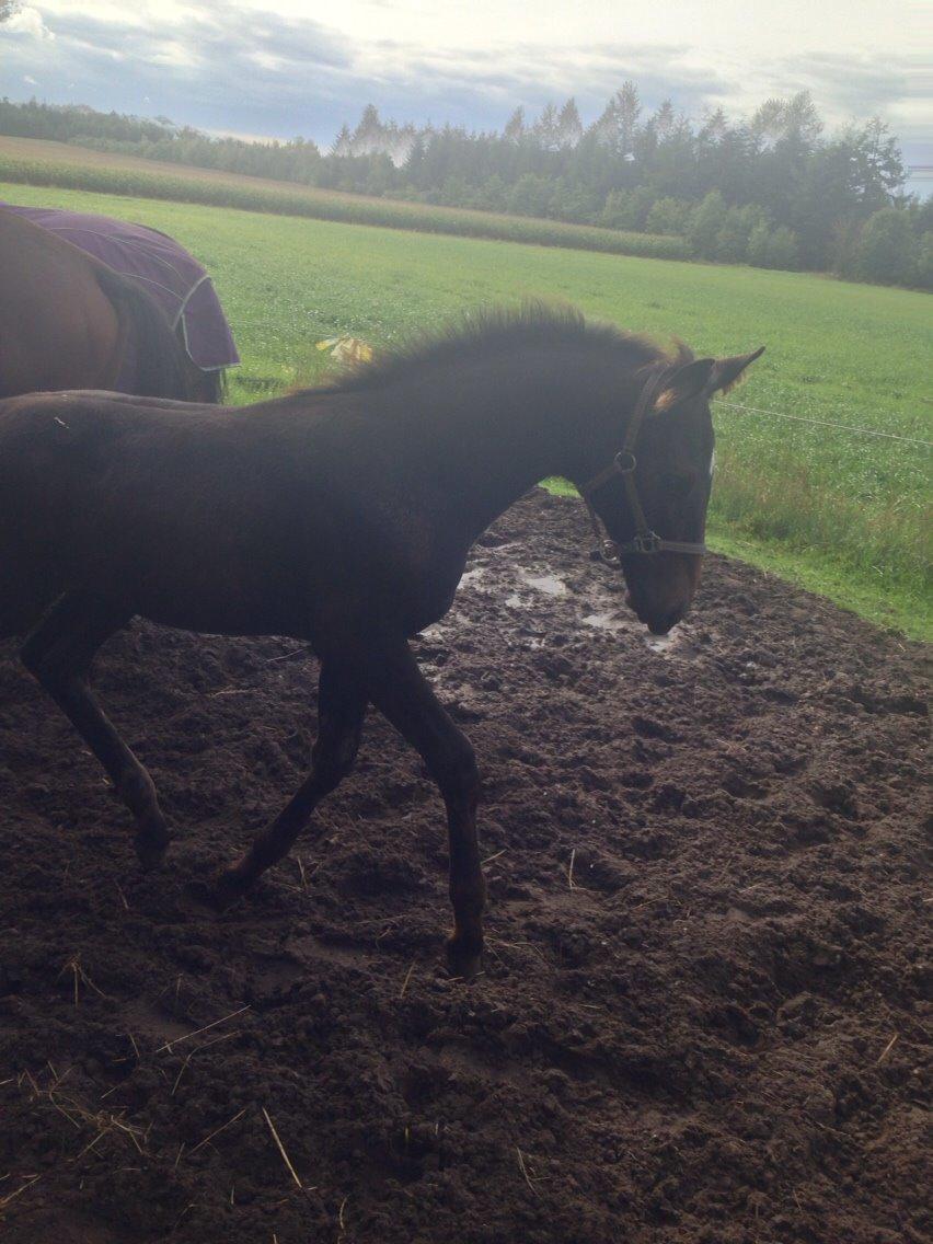 Dansk Varmblod Vangebo's Favour  billede 13