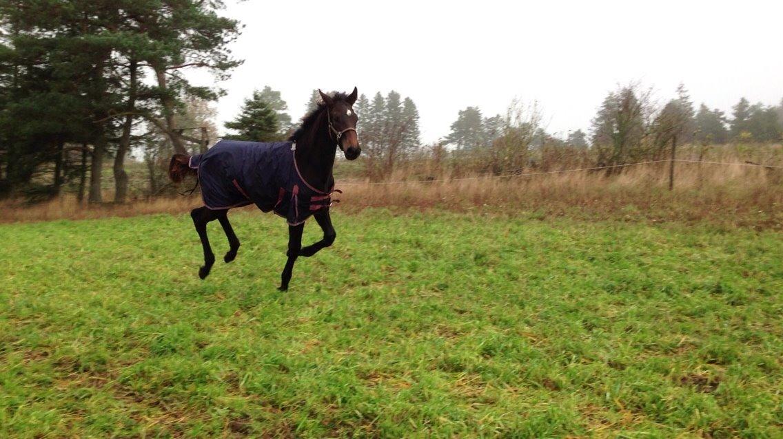 Dansk Varmblod Vangebo's Favour  billede 14