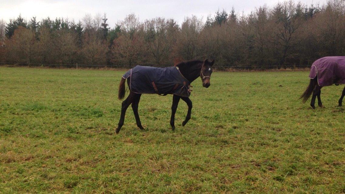Dansk Varmblod Vangebo's Favour  billede 15