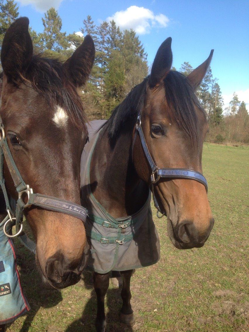 Dansk Varmblod Vangebo's Favour  billede 16